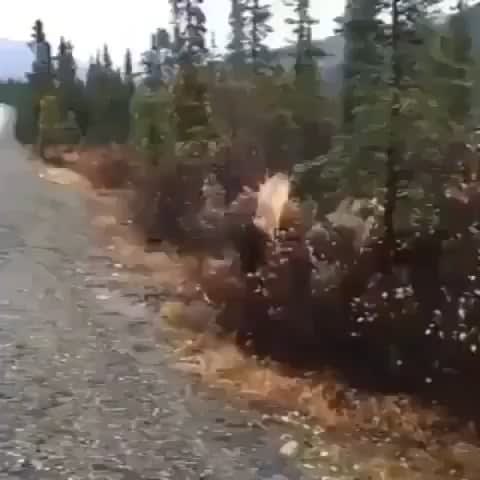 Absolute Unit Of A Moose Spotted Crossing A Road In Alaska