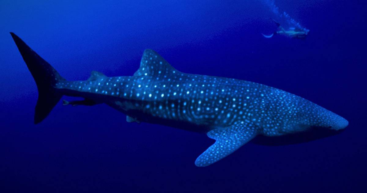 Whale Sharks Could Live To 100 Years Old, Cold War Bomb Reveals