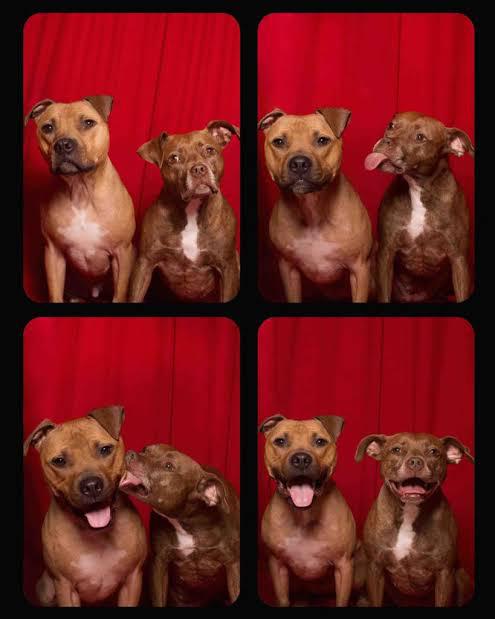 Dogs in a photo booth.