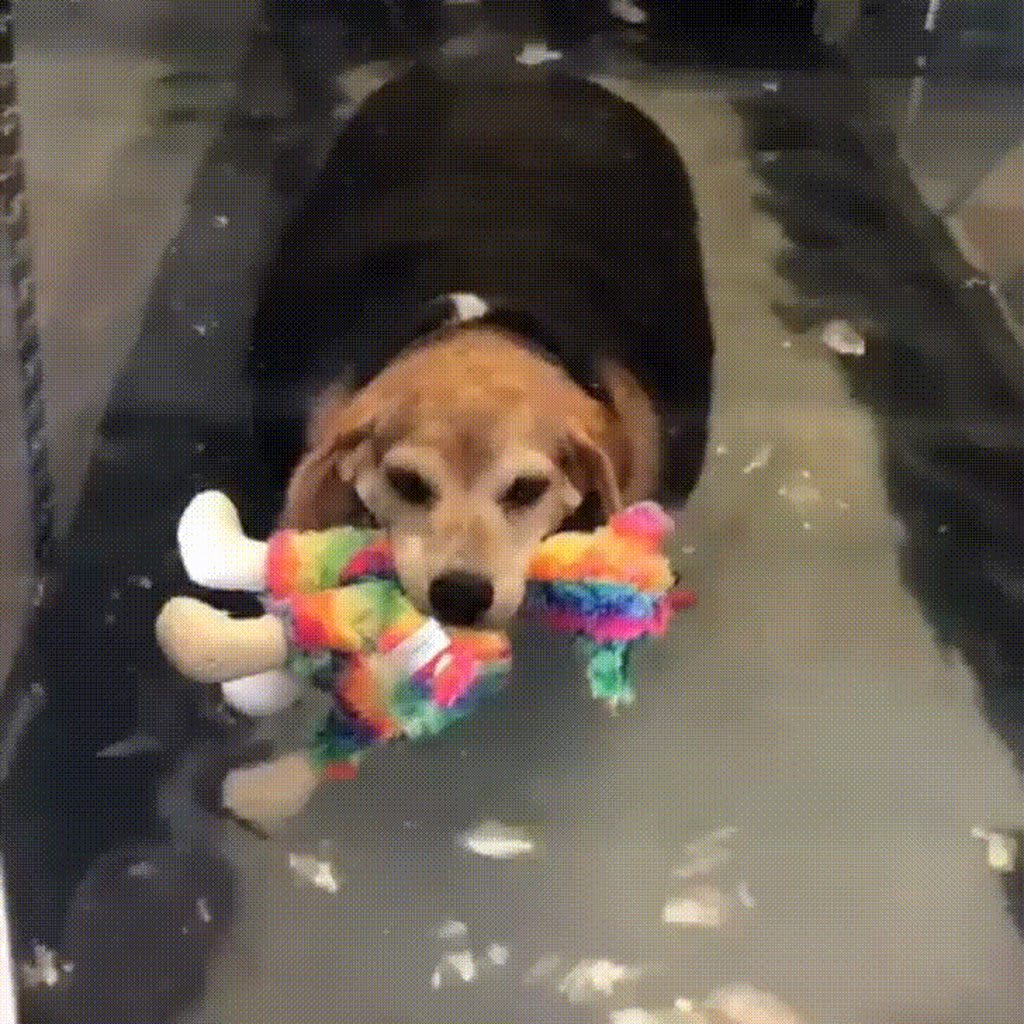 Rescue chonk has his very own support toy while he exercises