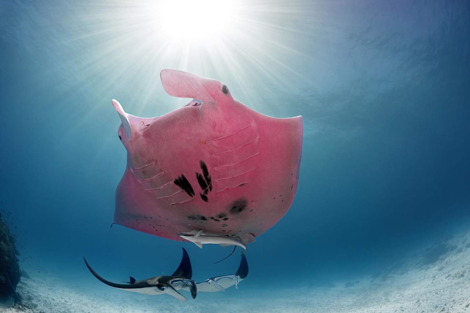 How did this rare pink manta get its color?
