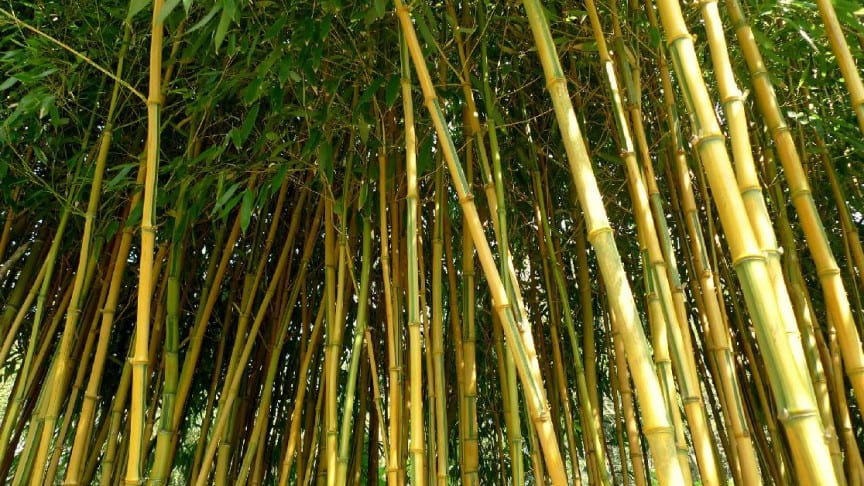 Meet the 21st Century Steel: Bamboo