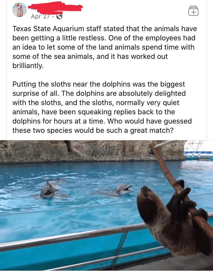 Apparently dolphins and sloths are down with each other and this is good.