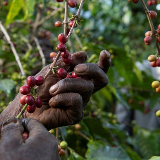 Global Warming Is Helping to Wipe Out Coffee in the Wild