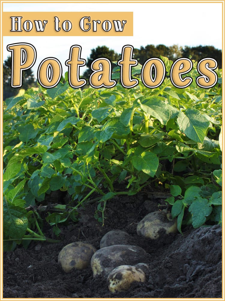 How to Grow Potatoes - Quiet Corner
