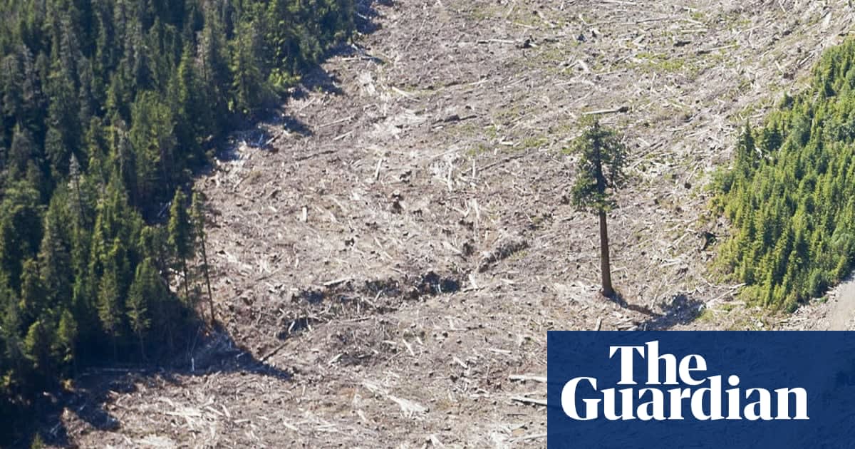 The last great tree: a majestic relic of Canada's vanishing rainforest