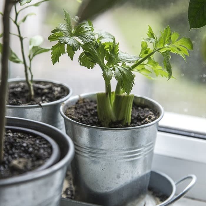 How to Grow Your Own Indoor Vegetable Garden