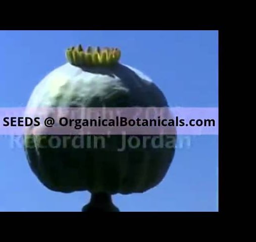 OrganicalBotanicals.com has the BEST Poppy Seeds I've Seen Online