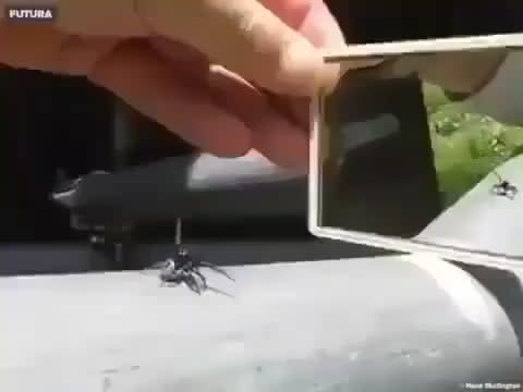 A spider's reaction when it sees itself infront of a mirror
