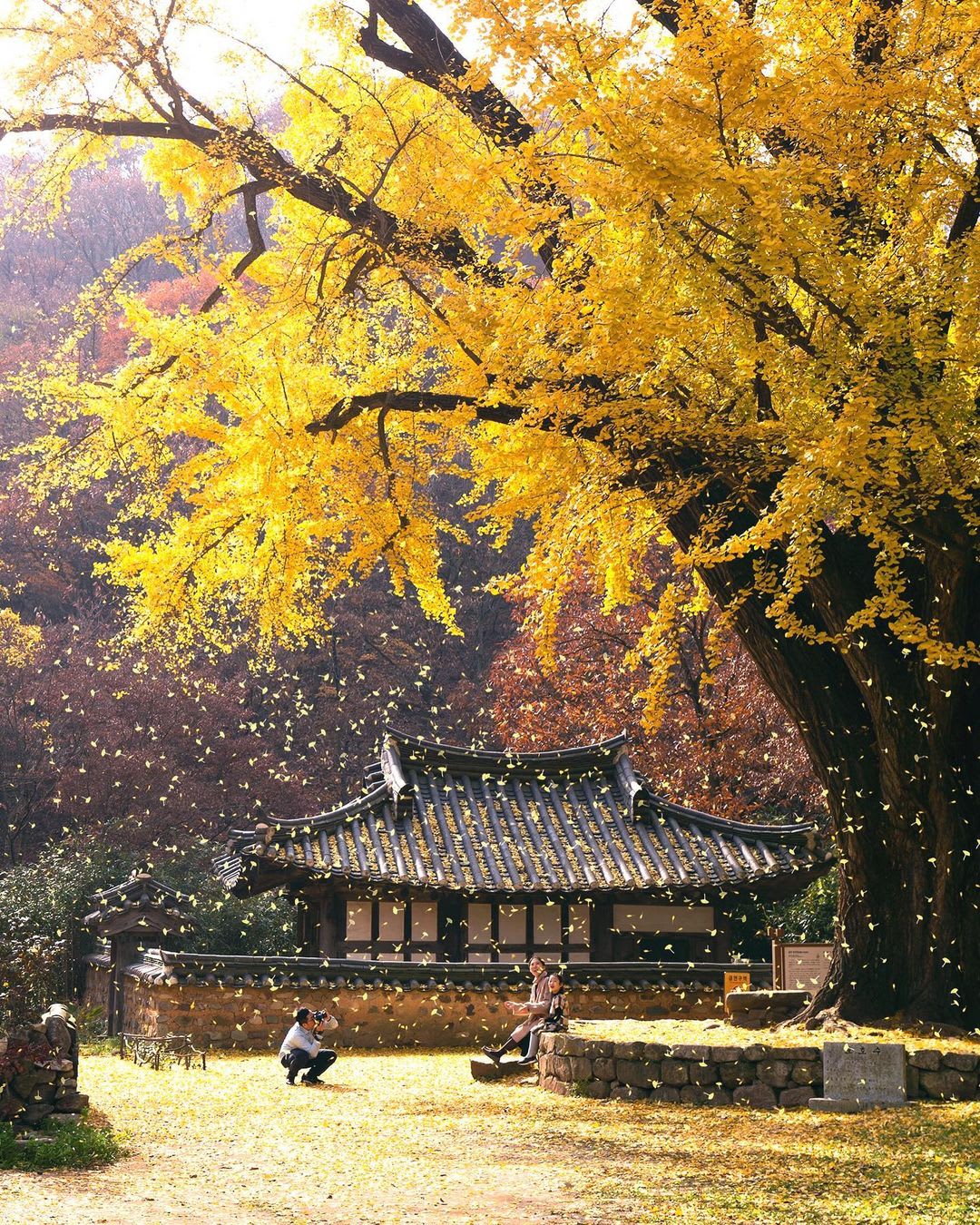 400-year-old ginkgo tree shedding its leaves in Ungok Seowon, a 18th century Confucian institution in historic Gyeongju, North Gyeongsang Province, South Korea.
