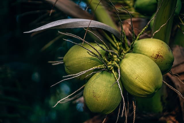 what are the health benefits of fresh coconut water? amazing in 2020 » topclassfact