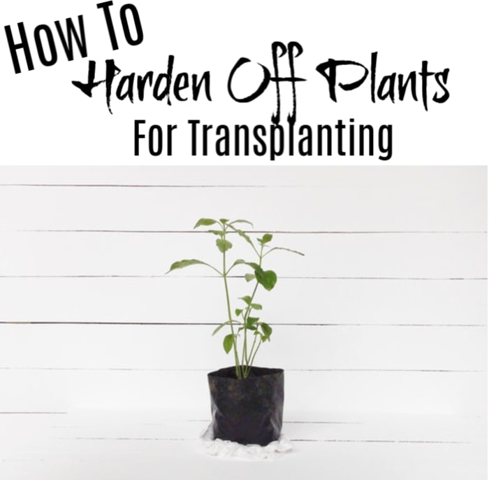 How To Harden Off Your Plants Before Transplanting