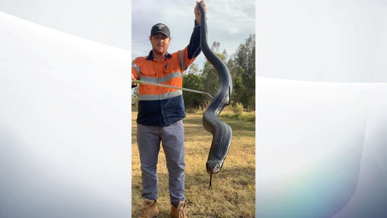 Brisbane: Meet Chonk, the well-fed red-bellied black snake found at a shooting range