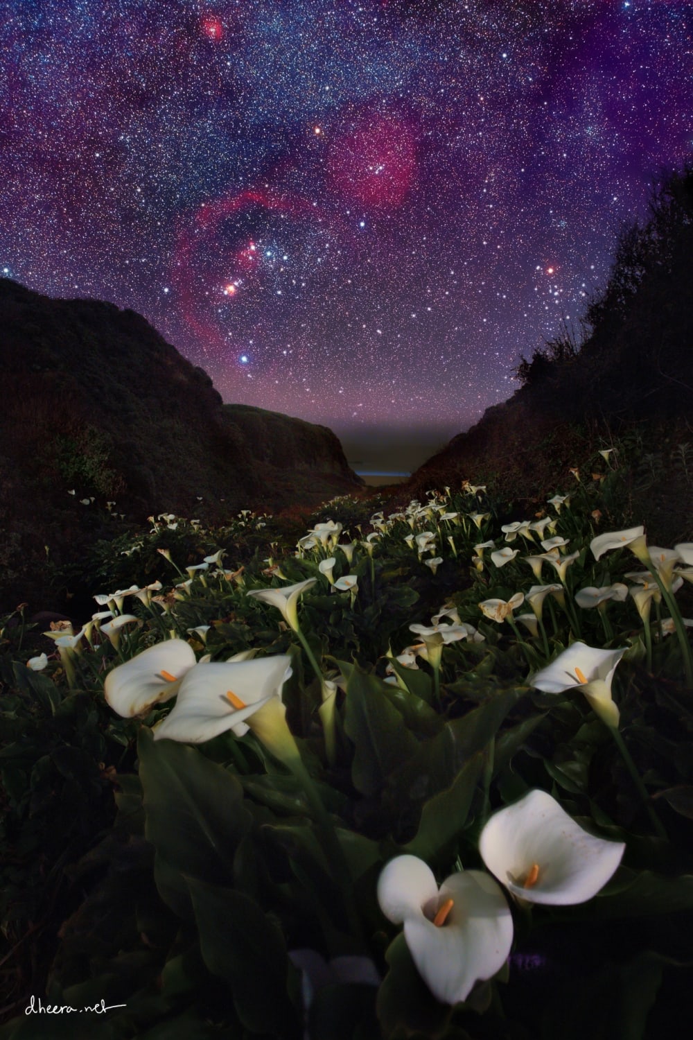 Orion and several nebulae over Calla Lilies on the California coast