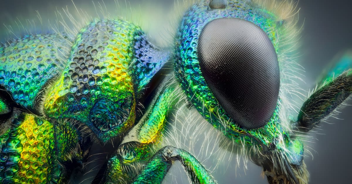 Interview: Close-Up Photos of Insects Looking Like Aliens Straight Out of a Sci-Fi Movie