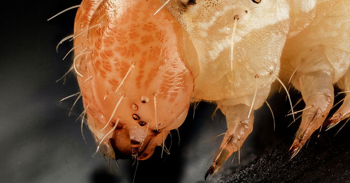 From Lethal Viruses to Insect Sex, Farmers Use Bugs to Kill Bugs