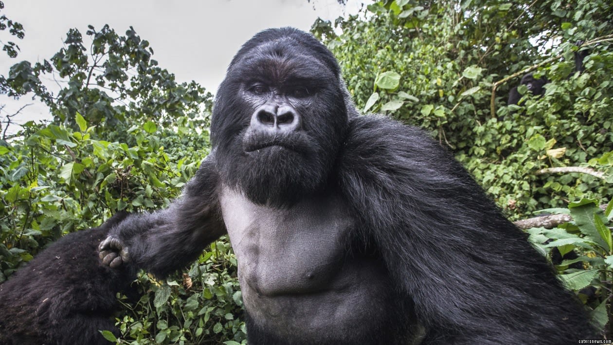 Photographer gets punched by 30st gorilla in Rwanda