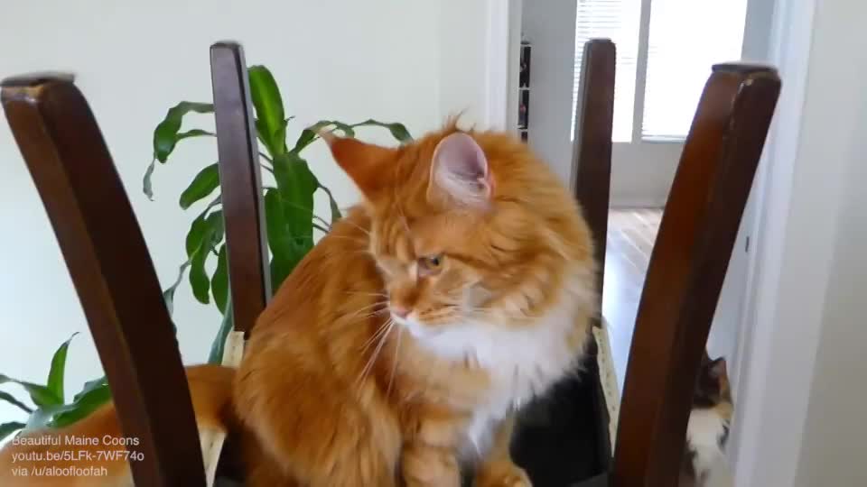 Maine Coon that loves balloon