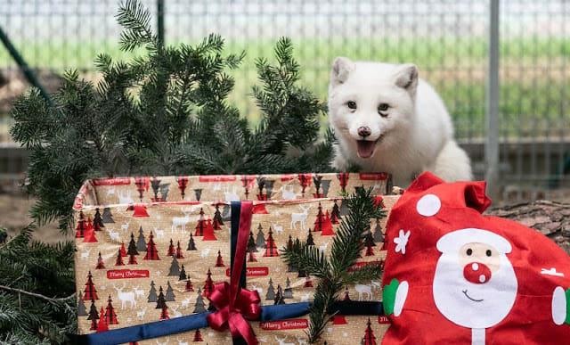 Fox saved from a fur farm celebrates its first Christmas out of tiny cage