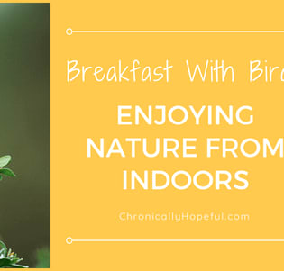 Breakfast With Birds: Enjoying Nature From Indoors