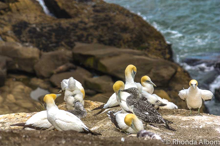 Muriwai Beach: Discover Black Sand and Gannets in Auckland New Zealand