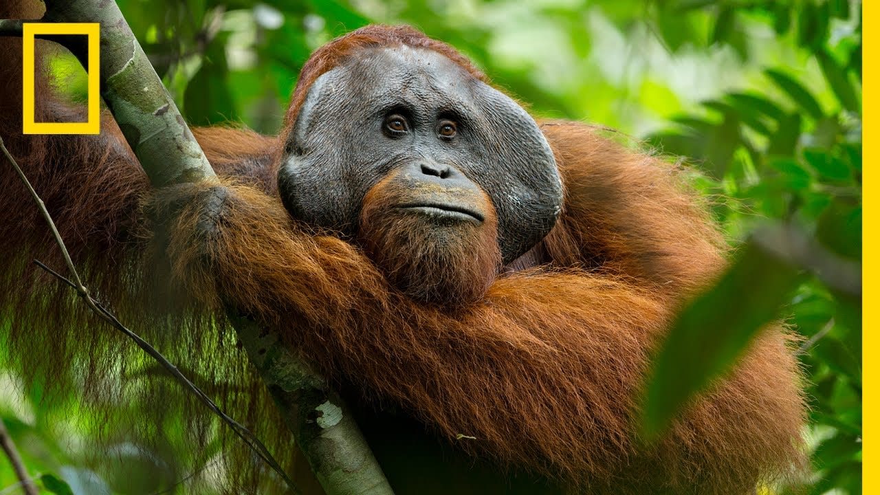 A Rare Look at the Secret Life of Orangutans (2018) - [00:17:24]