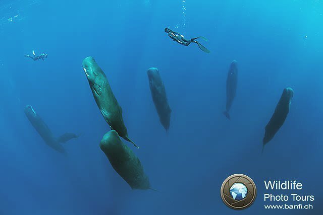 A Stunning Photo That Captures a Pod of Sleeping Sperm Whales as They Float in the Caribbean Sea