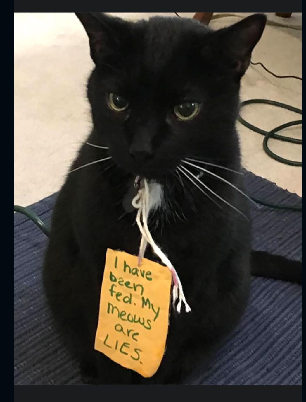 Left a note on the cat