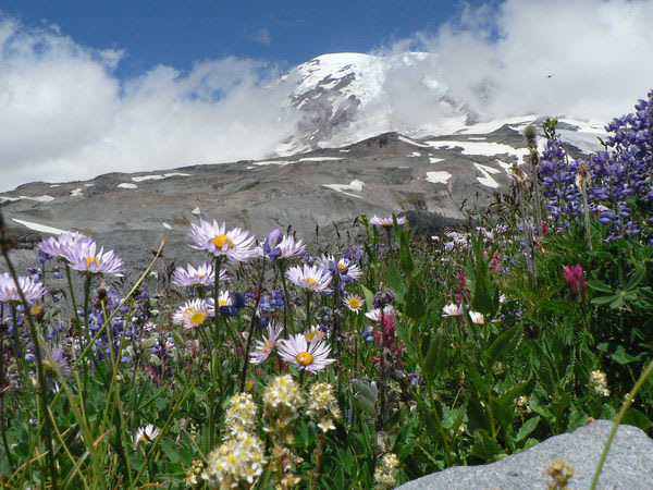 In Washington State, Volunteer Scientists Study Flowers to Battle Climate Dread