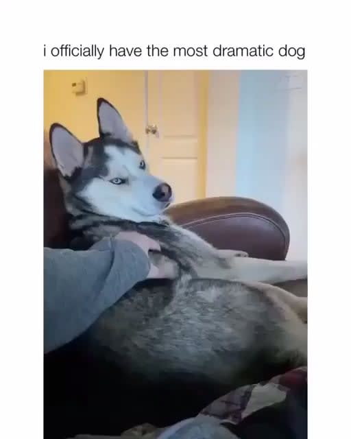 The most dramatic dog