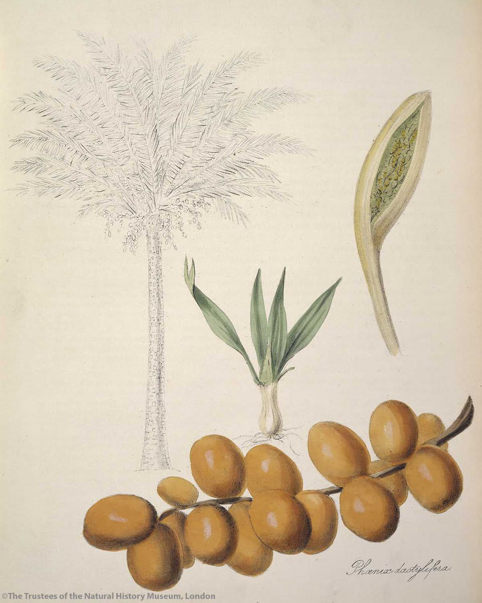 Date palms are frequently eaten to break the fast during #Ramadan. The date palm is a vital crop throughout much of Northern Africa, the Middle East and South Asia. Whilst the plant's exact origins are still unknown, fossils show that it evolved at least 50 million year ago. 🌴