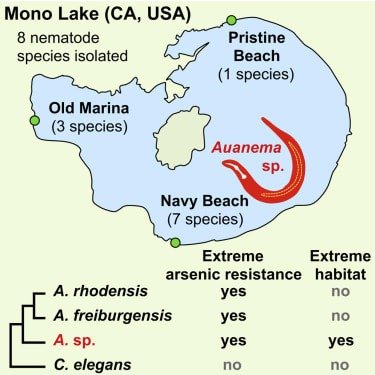Newly Identified Nematodes from Mono Lake Exhibit Extreme Arsenic Resistance
