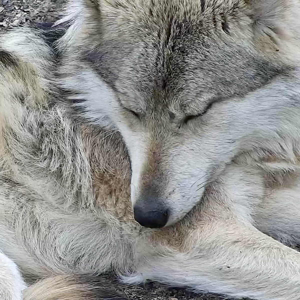Dreaming of a world where no wolf species cowers on the edge of extinction 🐺 Dream with Mexican gray wolf Bria: