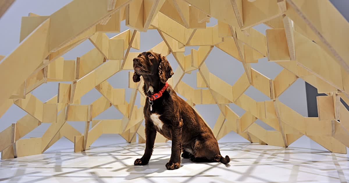 architecture for dogs unveils new project by asif kahn at japan house london exhibition