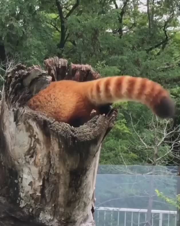 A very fluffy red panda making themselves comfortable in their tree house