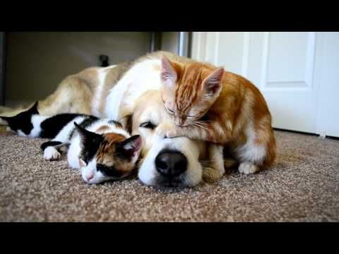 VIDEO: Dog Sleeping With His Kittens