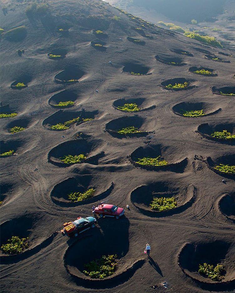Harvesting grapes for wine in the volcanic soils of Lanzarote, in the Canary Islands. The pits were dug to keep the plants out of the desiccating trade winds and allow their roots to thrive in the rich and moist inner soil.