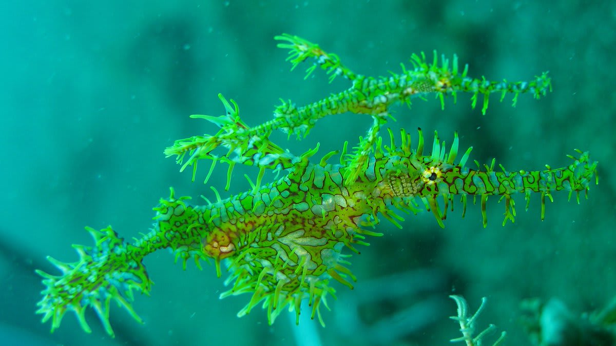 Spooky season continues with the ghost pipefish! It’s native to the tropical waters of the Indo-Pacific, from East Africa to Australia. The ambush predator lurks around coral reefs & seaweed beds, munching on mysids & small benthic shrimp.👻 [📸: Steve Childs, CC BY 2.0, flickr]