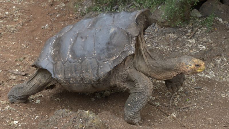 This playboy tortoise had so much sex he saved his entire species. Now he's going home