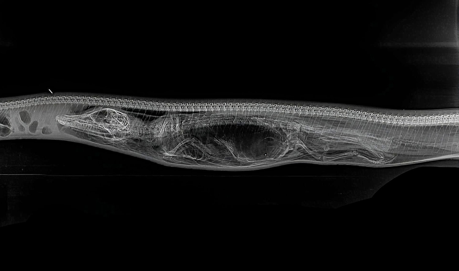Incredible X-ray photos show python slowly digesting body of alligator ...