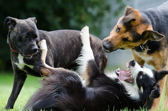 5 Deadliest Dogs In The World You Must Aware