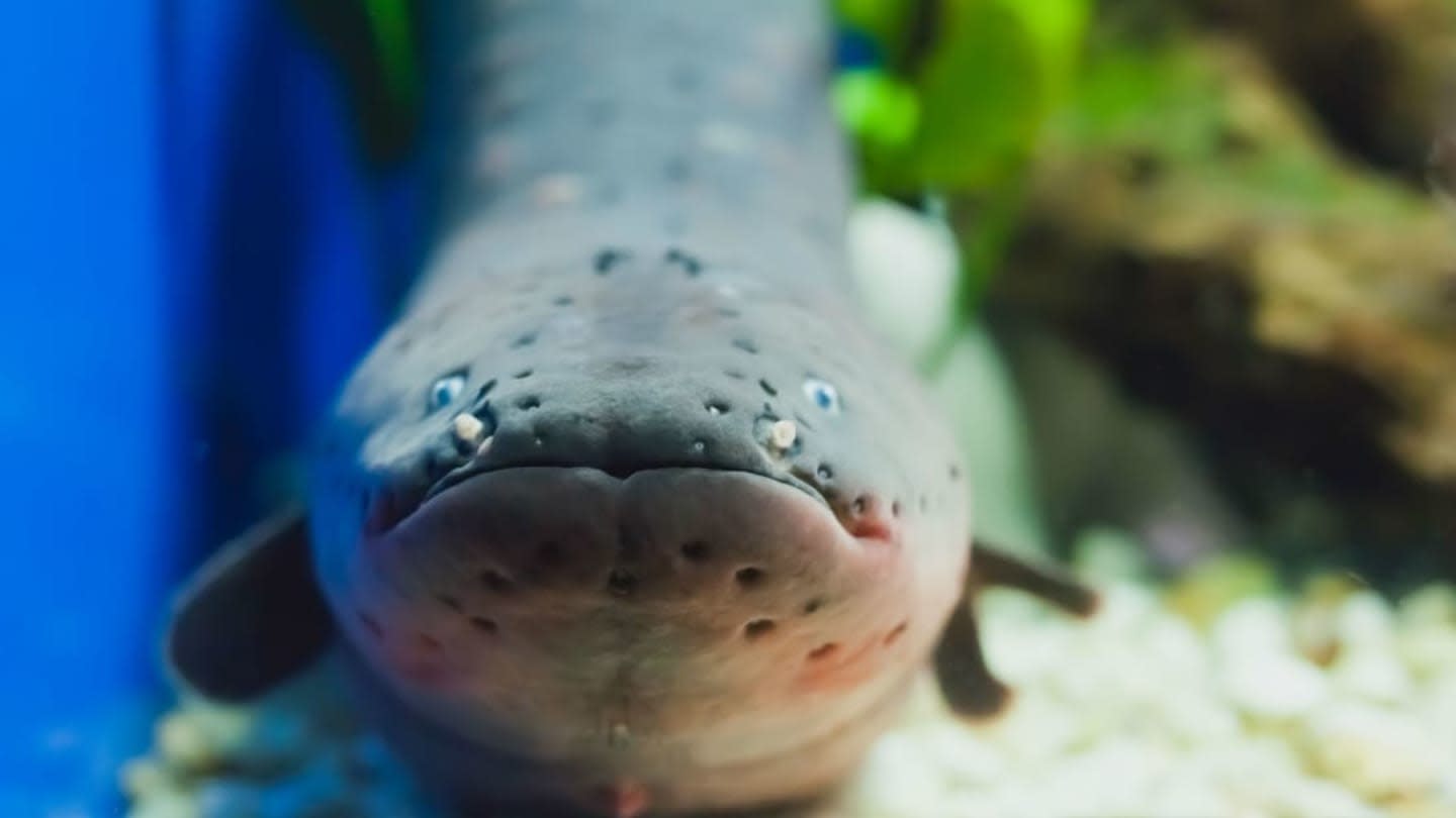 Shocker: This Electric Eel Delivers More Voltage Than Any Creature on Earth