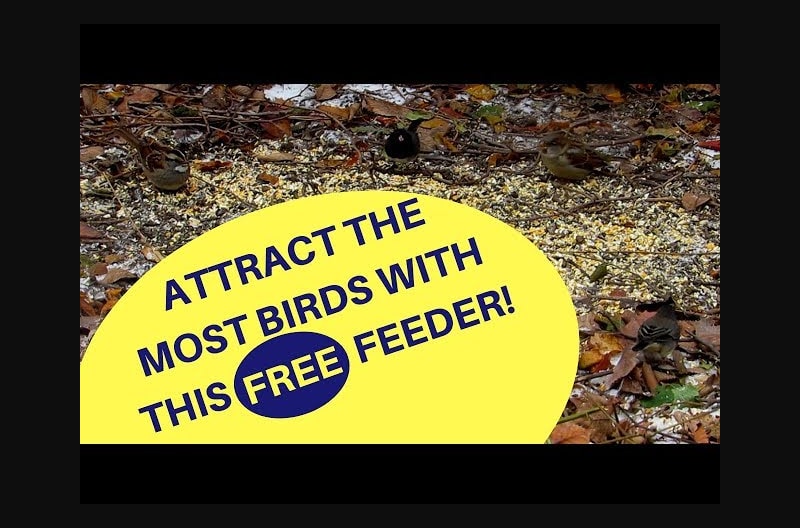 Best Feeder for Ground Feeding Birds 2018
