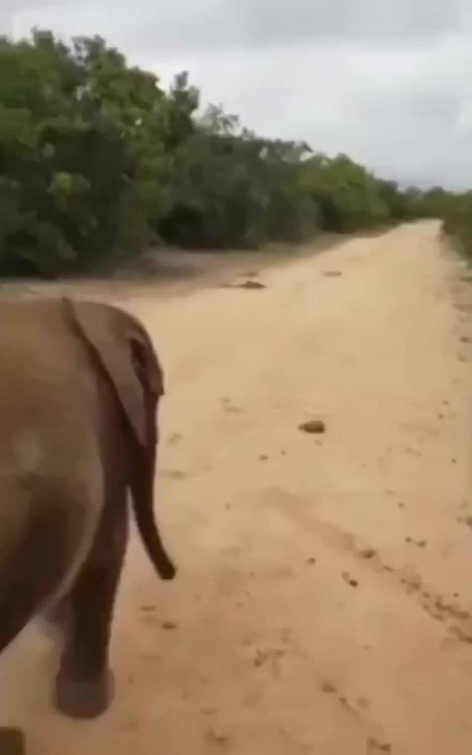 Elephant stops to nudge a tortoise out of the road