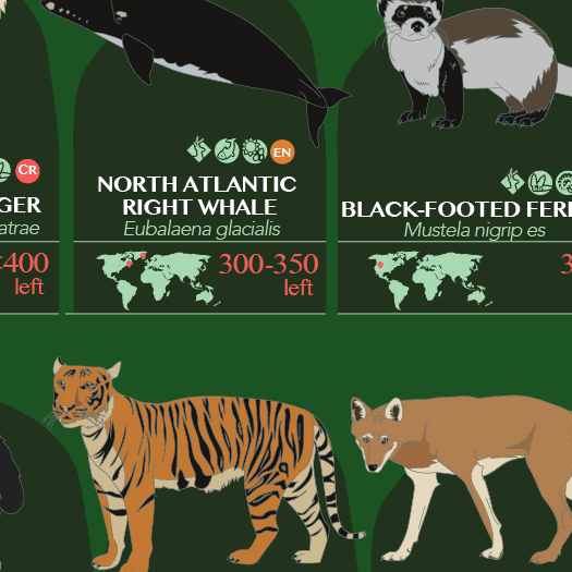 32 Animals That Are Going to Be Extinct Soon (Endangered Species Ranked by Current Population Left) [Infographic]
