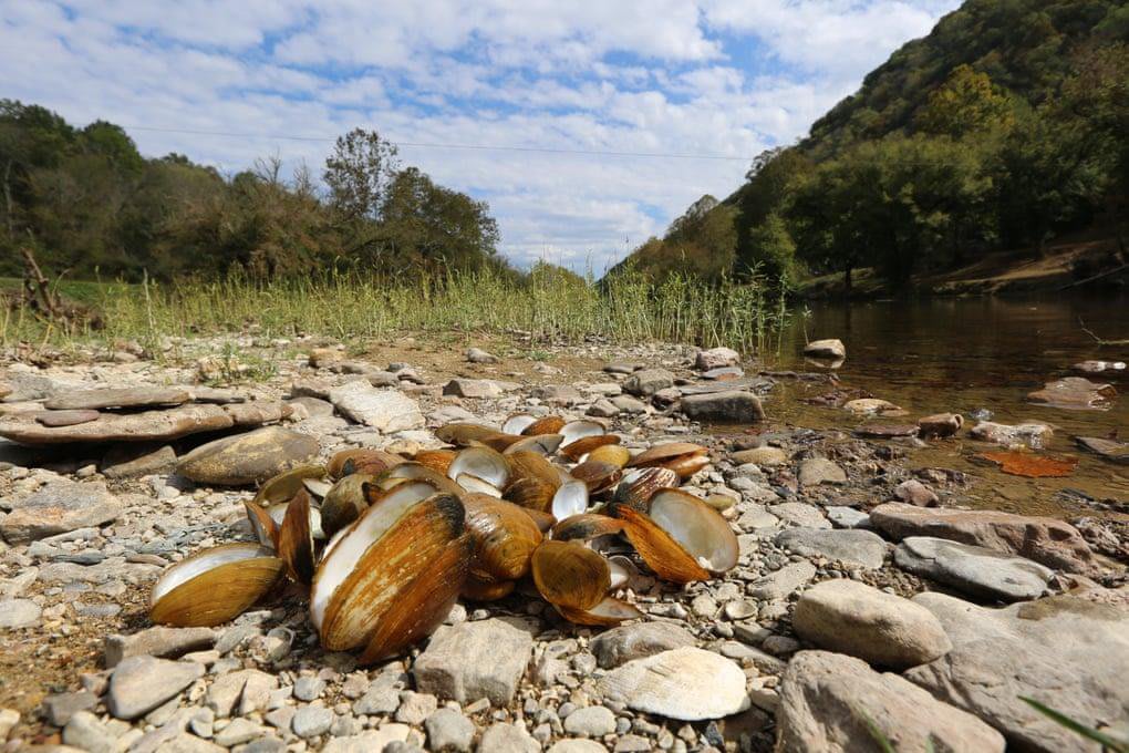 Scientists Don't Know Why Freshwater Mussels Are Dying Across North America