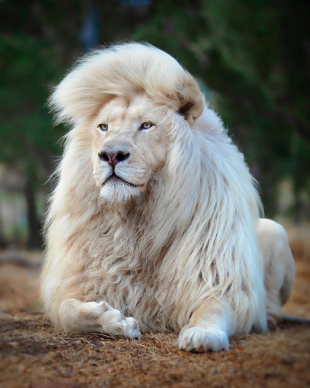 A Very Stylish Lion (Photo: Simon Needham) 🦁