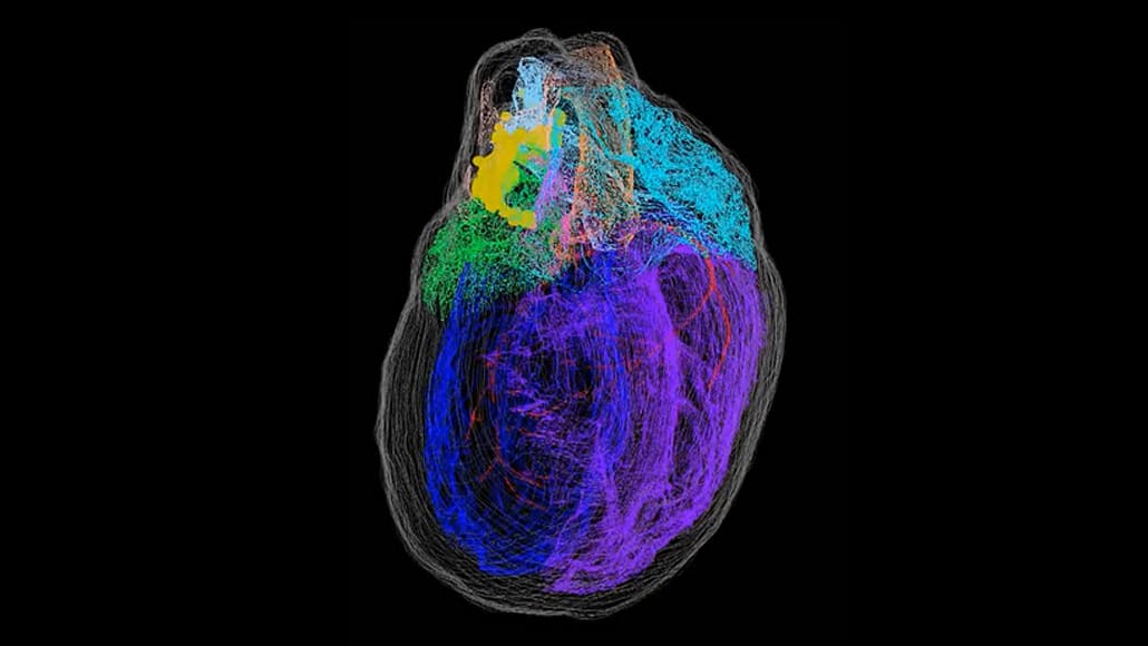 A new 3-D map illuminates the 'little brain' within the heart