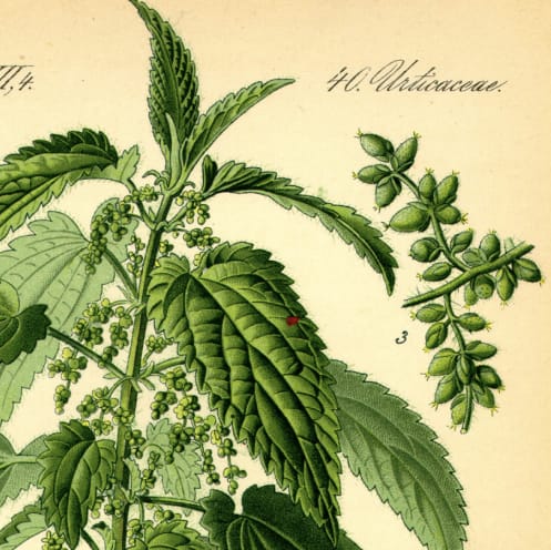 How to Make the Oldest Recipe in the World: A Recipe for Nettle Pudding Dating Back 6,000 BC
