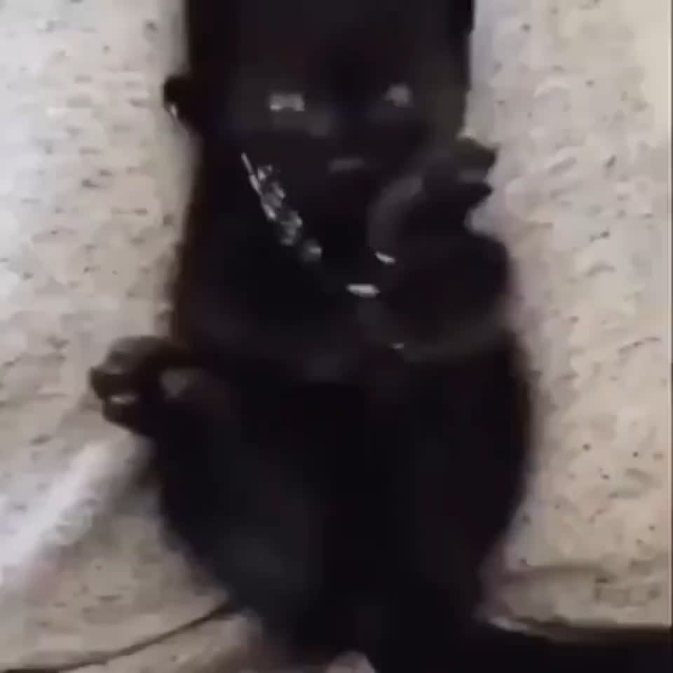 Kitty realizes she has more than one paw